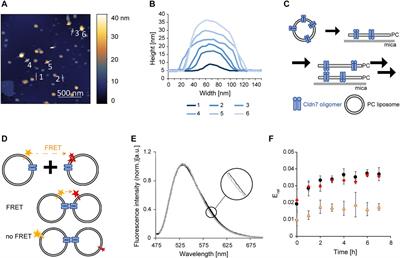 Human Claudin-7 cis-Interactions Are Not Crucial for Membrane-Membrane (Trans-) Interactions